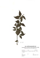 藏品(狹葉莢蒾)的圖片